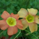 오렌지카 이미지