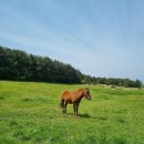 하모체육공원 | 제주 올레 10코스 - 하모체육공원~ 화순금모래해수욕장