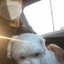 채플린동물병원 이미지