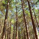 봉화산코스 | 순천 봉화산 둘레길 _죽도봉 출발 코스 완주 후기, 야생동물만남 반려견 동반가능