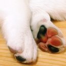 강아지발바닥