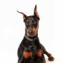 똑똑하개 이미지