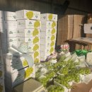 김영배농장 | 김천 샤인머스켓 ➡️ 유니농원 싱싱함과 고당도 재구매의사 100% (전국택배⭕️)