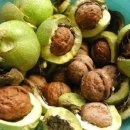 호도나무집 이미지