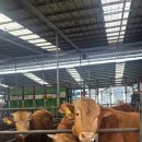 화성한우농장 이미지