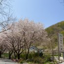 산돼지식당 - 남구 유엔평화로 164-1 | 울산 배내골 계곡식당 산돼지마을 예약 삼겹살 먹고 물놀이