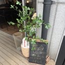 오이지coffee 이미지