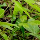 yellow spotted longicom beetle 이미지