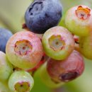 꽃지 팰리스 | 당뇨병 걸릴 확률을 낮추는 당뇨 예방에 좋은 음식 총정리