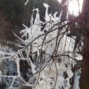 숲속의 둥지 이미지