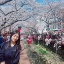 인빌리지 | [경남 축제] 2026 진해군항제 실시간 현황 및 푸드트럭(버스노선변경안내까지)