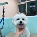 멍블리즈 이미지