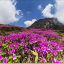 제주 한라산 철쭉의 향연 이미지