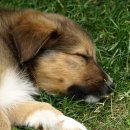 동천 동물병원 이미지