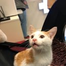 바다냥이네 이미지