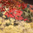 가을사찰 탐방ㅡ천년고찰 범어사의 추경 이미지