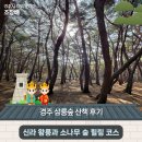 소나무숲 | 경주 '삼릉숲' 산책 후기: 신라 왕릉과 소나무 숲 힐링 코스 | 경주시 SNS 알리미 조창배