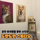 장보는 강아지와 고양이 의정부서부점 | 춘천 반려동물 동반 프리미엄 사진관 [도란도란 스튜디오]