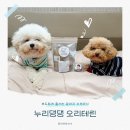 누리댕댕 | 강아지 부드러운 수제간식 추천 | 누리댕댕 테린 간식 급여 후기