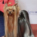 인천동물심장내과 이미지