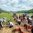 영농조합법인 대청 이미지