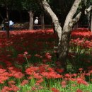 불갑사관광지 이미지