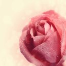 로즈향기 이미지