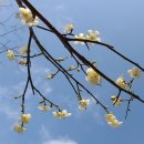 매화마을길 이미지