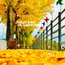이반성면-1 | 경상남도 수목원 진주 이반성면 수목원 가는 길 은행나무 명소, 단풍나무