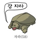 프린세스 애견 이미지