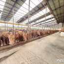 만성축산 이미지