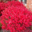 나무나무 이미지