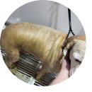 지나펫살롱 이미지