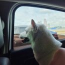 건국대학교 부속 동물병원 | 나리 건국대학교 부속 동물병원 가다