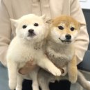 시바스럽 네이버블로그