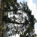 면사무소옆 이미지