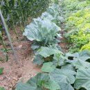 내린천 주말농장 이미지