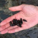 화촌농협 | 홍천펜션 계곡 수영장 가족여행 안개자니펜션 강원도 글램핑 감성숙소로 딱