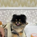 영남매운탕 | 단양 애견 동반 식당 고수동굴 마늘더덕구이 맛집 영남식당