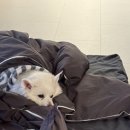 라테라스 스테이 이미지