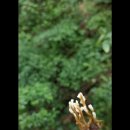 선화(蟬花)[본초강목] 매미동충하초 이미지