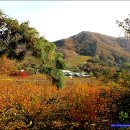 쇠골농장 이미지