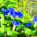 소리나팔꽃 이미지