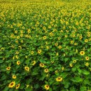 산타아나스 이미지