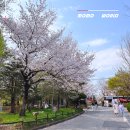 꽃동산어린이공원-2 | 전주 벚꽃 명소 전주동물원 벚꽃 만개 후기