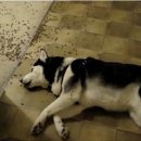 나의 댕댕이 이미지