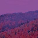 상관편백숲 쉼터 네이버블로그