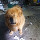 삼멍삼냥 네이버블로그