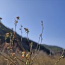 2025 바람뜰 블루베리를 판매합니다. 이미지