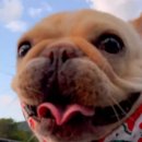 강아지집 이미지